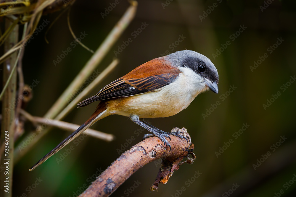Fototapeta premium Close up of Burmese Shrike (Lanius collurioides)