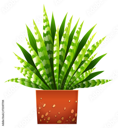 A houseplant with a pot