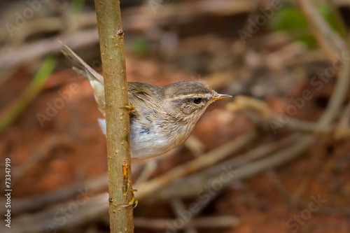 Dusky Warbler(Phylloscopus fuscatus)on the branch photo