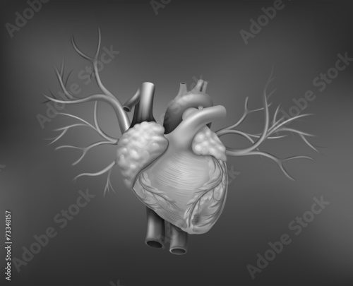 A human heart
