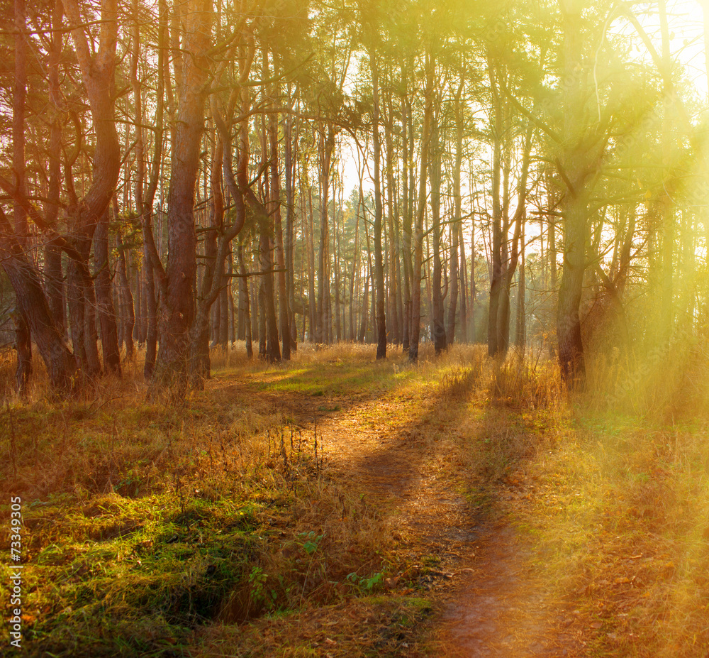 Obraz premium forest