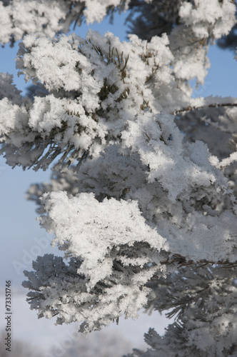 fir trees covered with snow © vadim yerofeyev