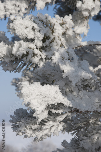 fir trees covered with snow