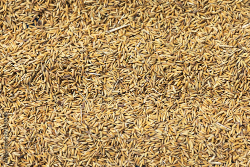 Rice grains