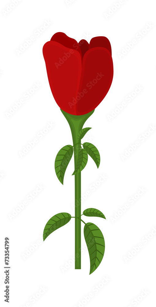 Red Rose Tulip Red Rose Tulip