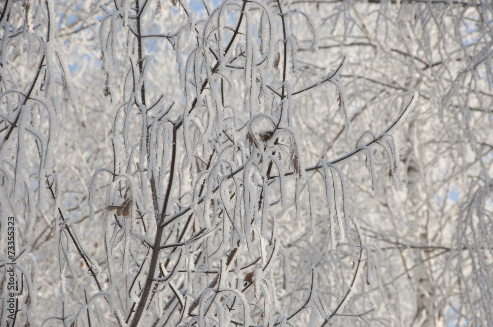 the background frozen winter branches in the ice the background frozen winter branches in the ice