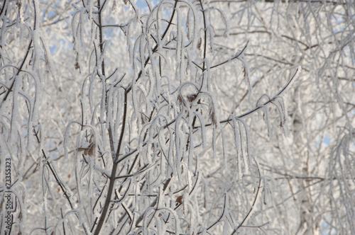 the background frozen winter branches in the ice