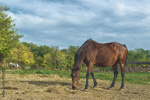 Grazing Chestnut Brown Horse on the Farm