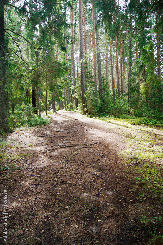 Obraz premium Sunlight streaming through the trees and falls onto a path