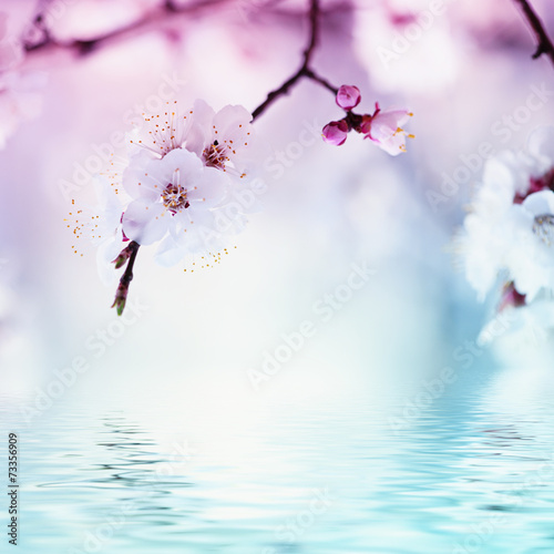 Fotografie, Obraz Apricot tree flower