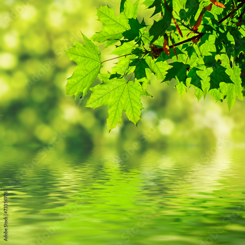 green maple leaves