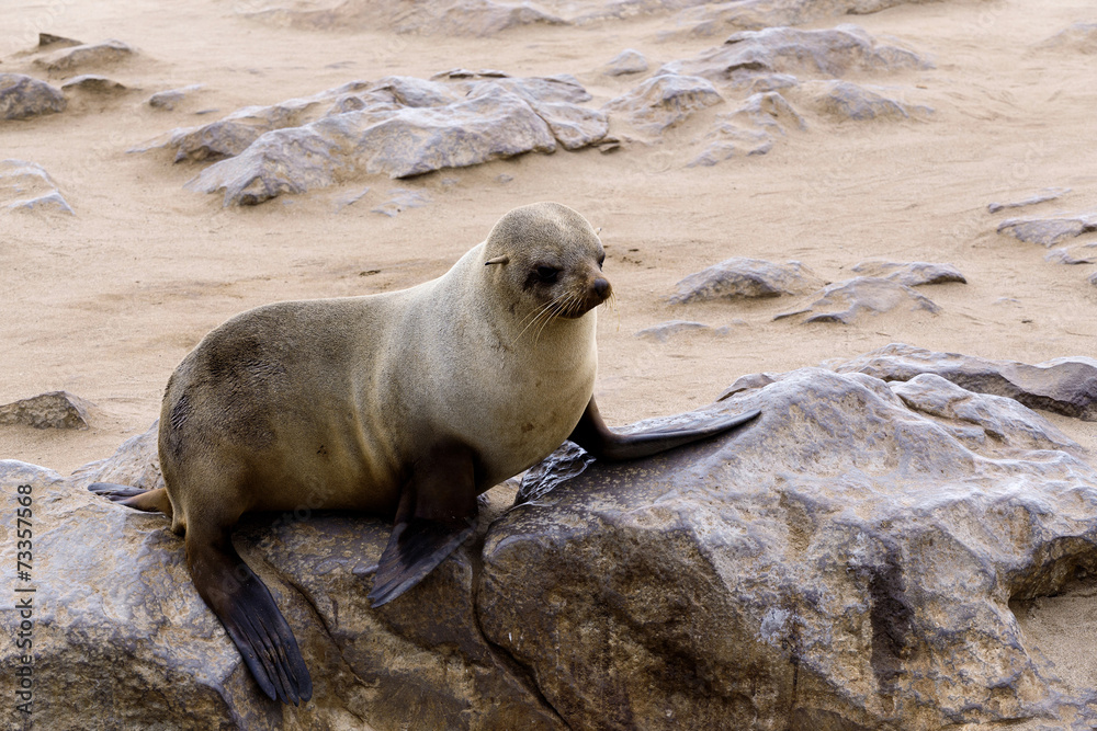 Obraz premium Small sea lion - Brown fur seal in Cape Cross, Namibia