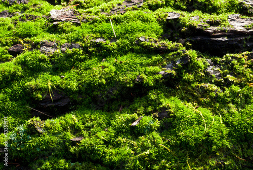 Moss