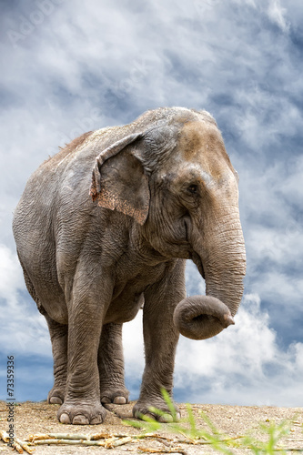 elephant portrait on cloudy sky