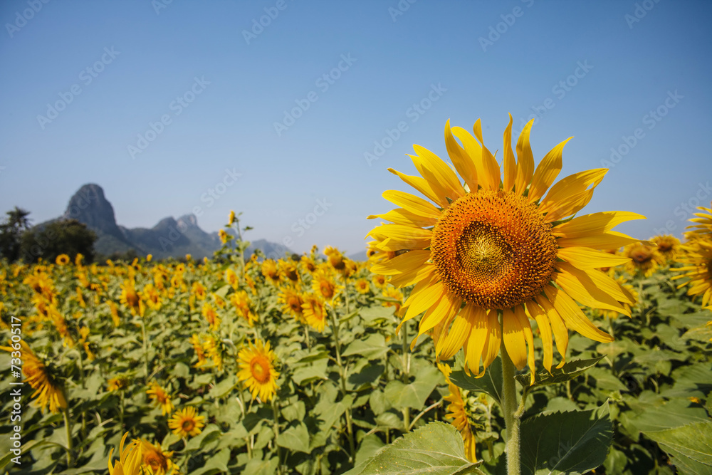 Obraz premium sunflower field