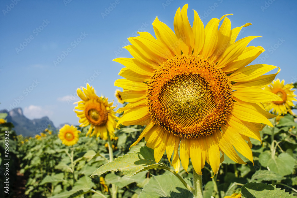 sunflower field sunflower field