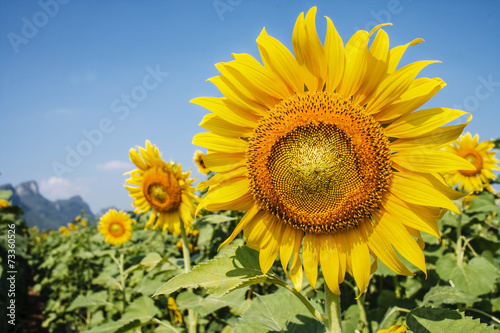 sunflower field