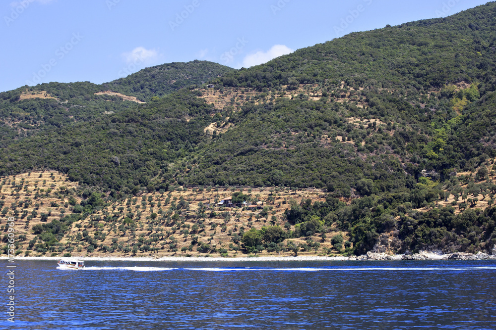 Olive groves on Holy Mount Athos.