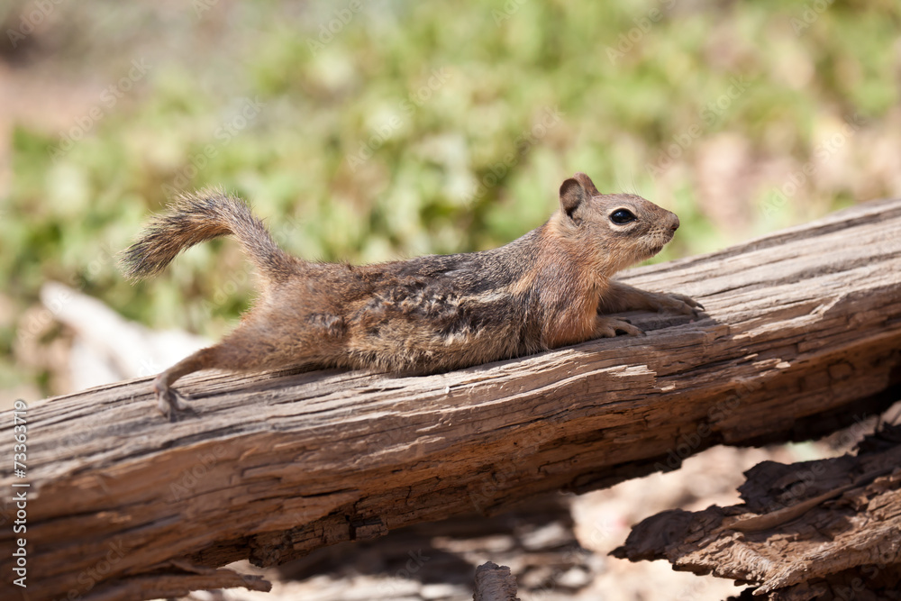 squirell squirell