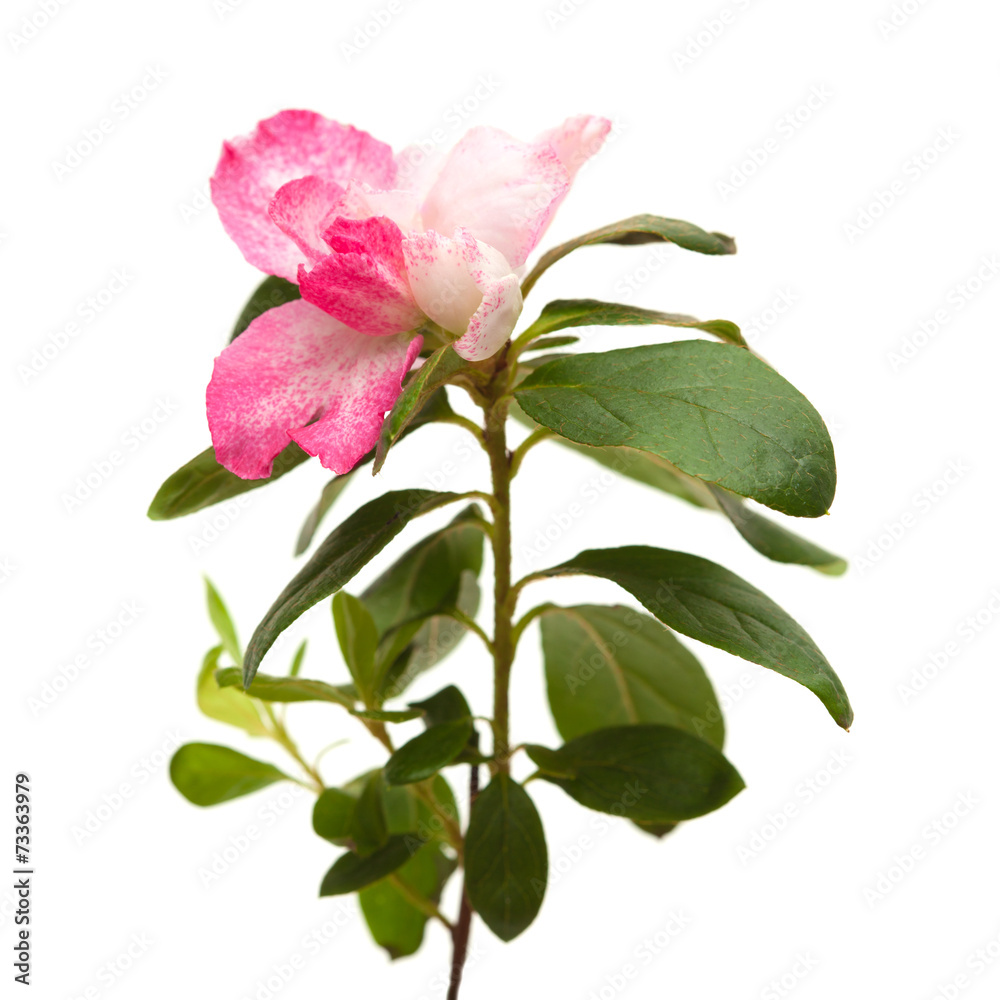Fototapeta premium pink azalea isolated on white background