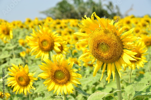 sunflowers