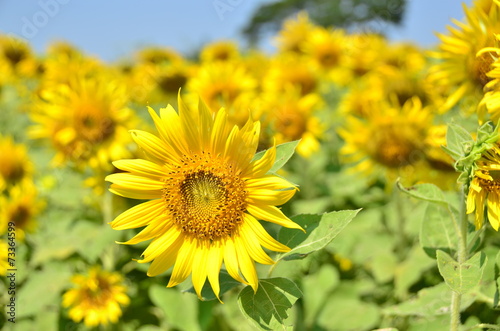 sunflowers