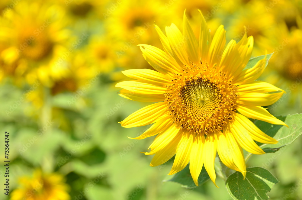 sunflowers