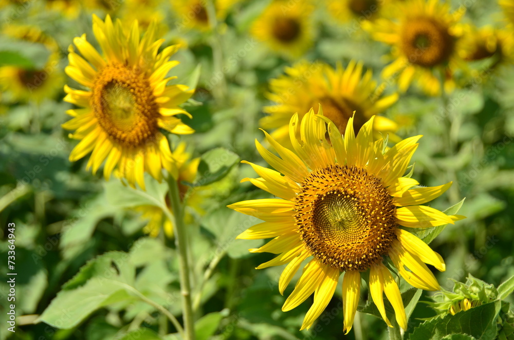 sunflowers