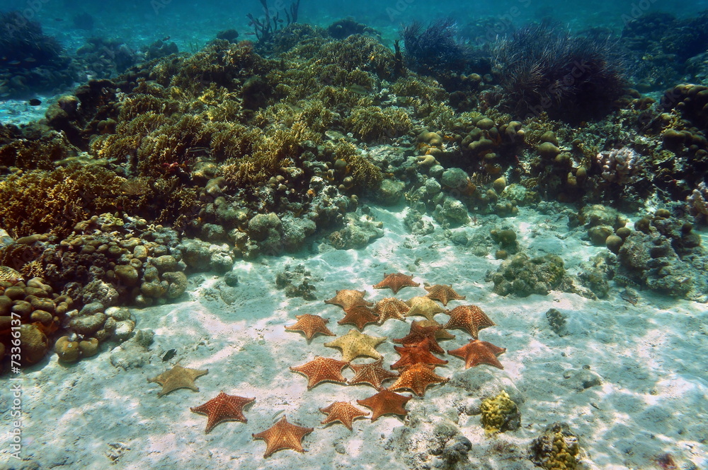 Cushion sea stars underwater in a coral reef