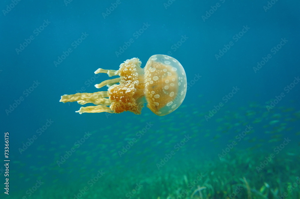 Obraz premium Mastigias jellyfish underwater in Caribbean sea