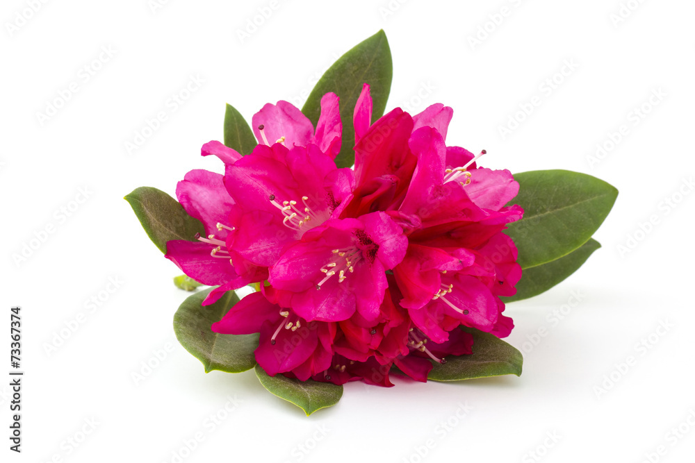 rhododendron rhododendron