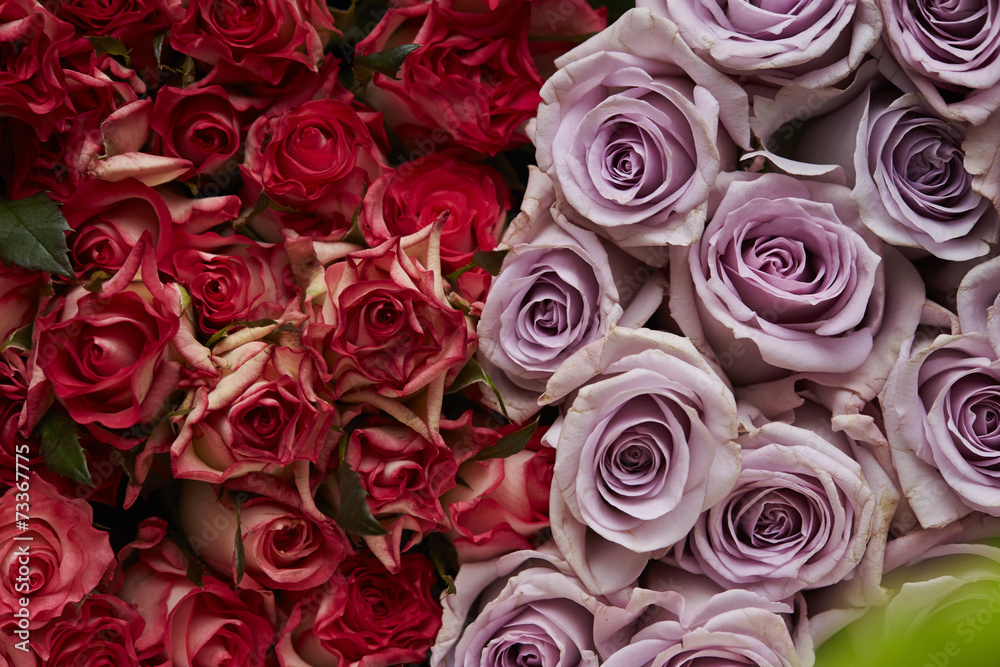 Naklejka premium roses
