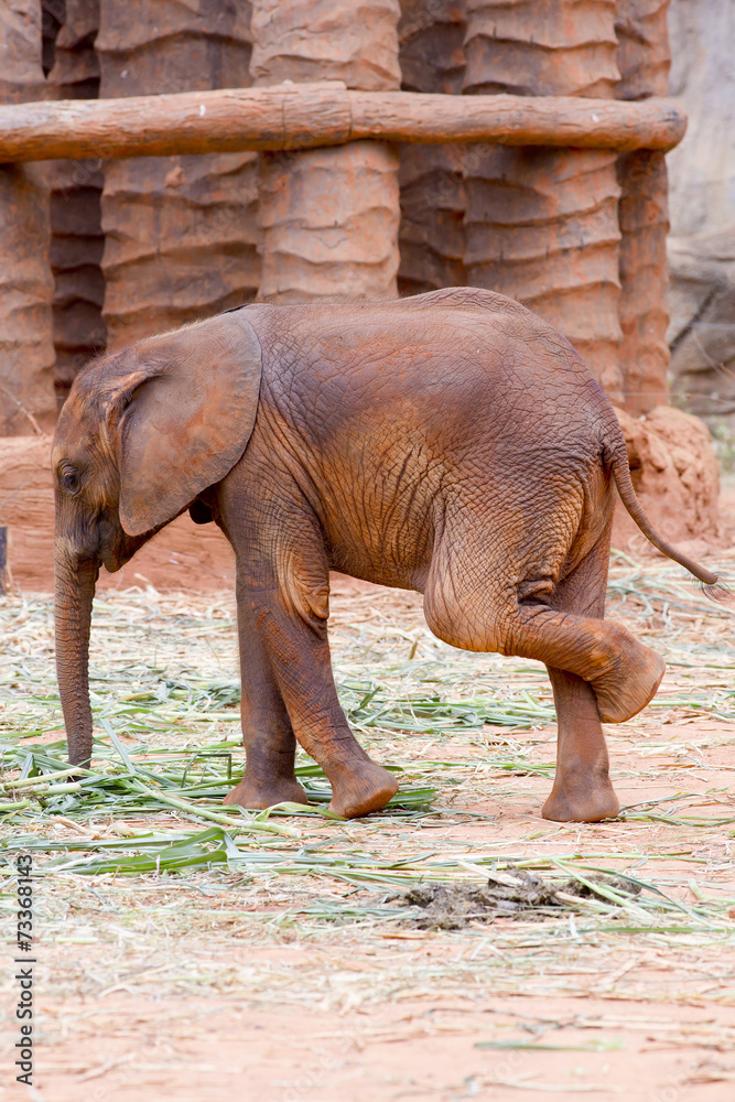 Naklejka premium Baby elephant