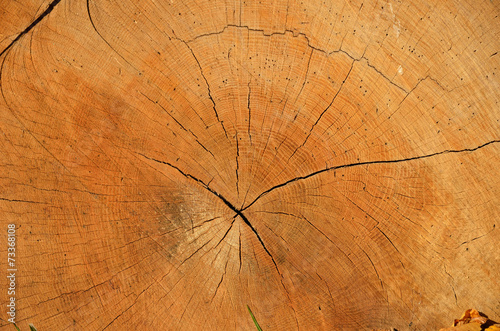 A cross section of the old tree trunk