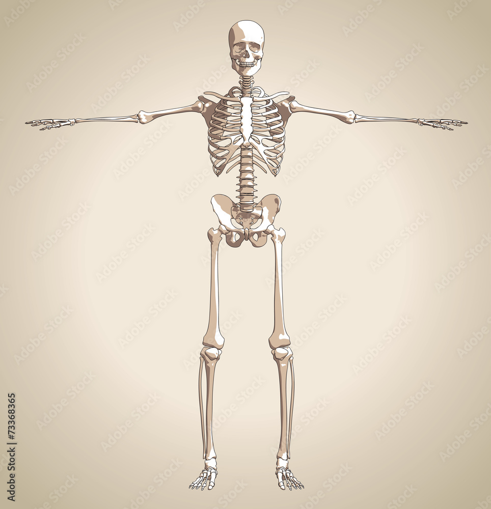 The human skeleton The human skeleton