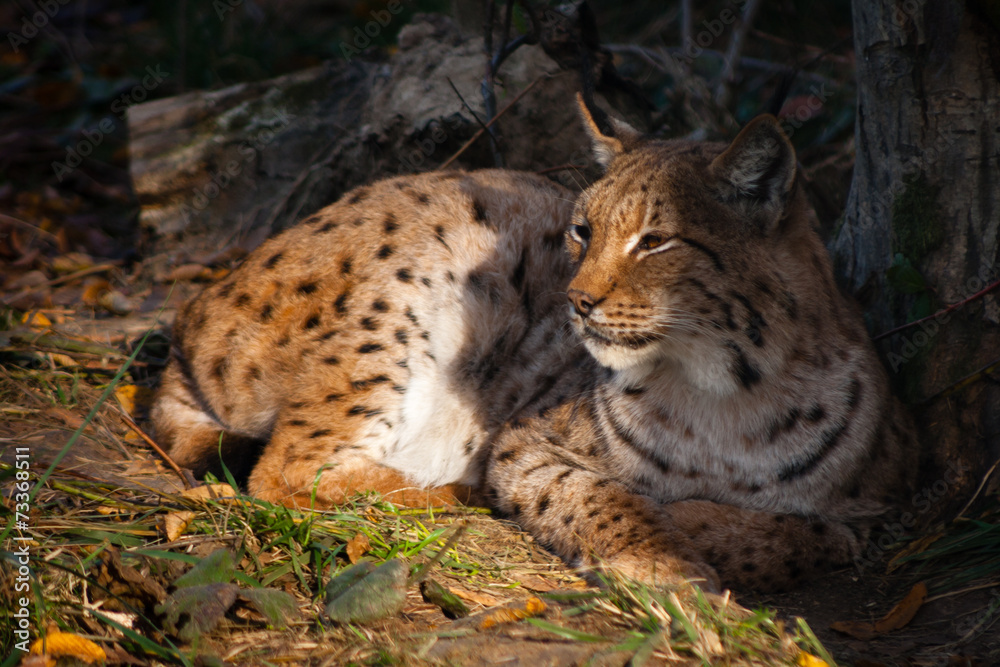 Fototapeta premium Lynx