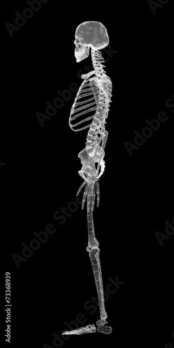Human body, skeleton