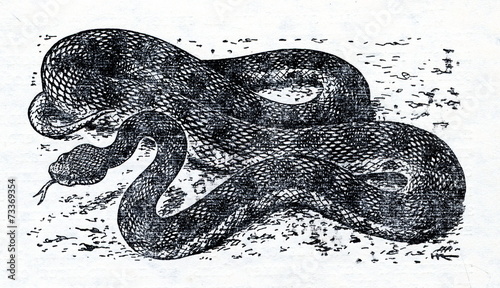 Lebetine viper (Macrovipera lebetina) photo