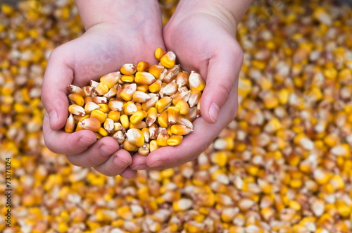 Child hands holding corn grain