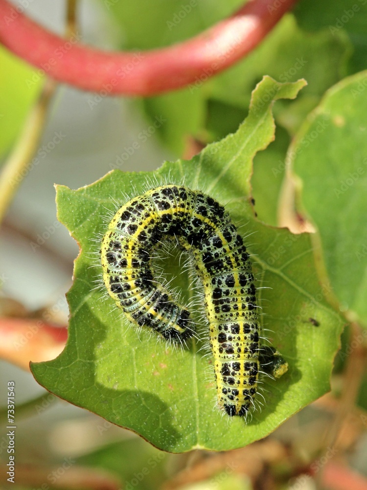 Raupe des Großen Kohlweißlings auf Kapuzinerkresse foto de Stock