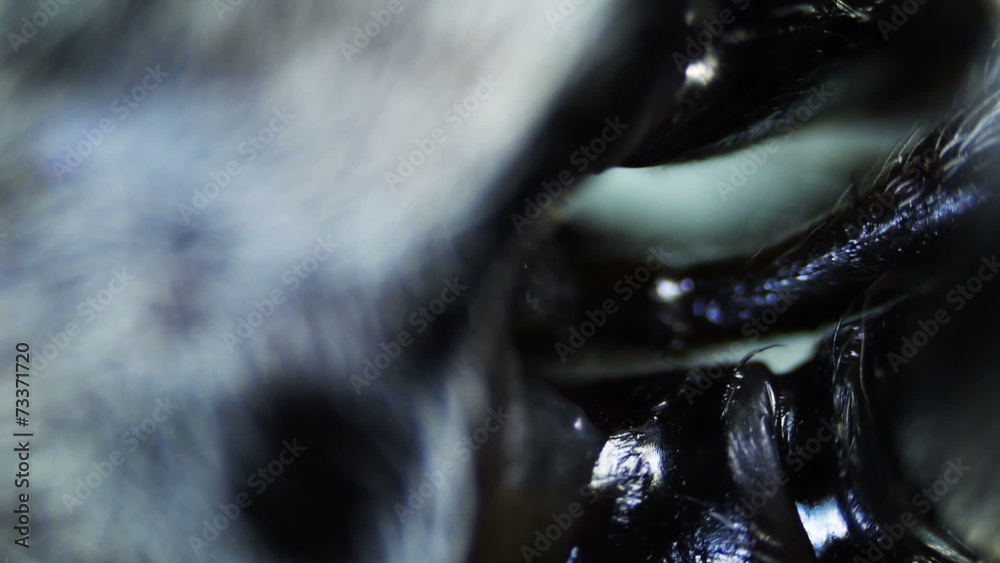Insect. Sequence. Extreme close-up. Macro