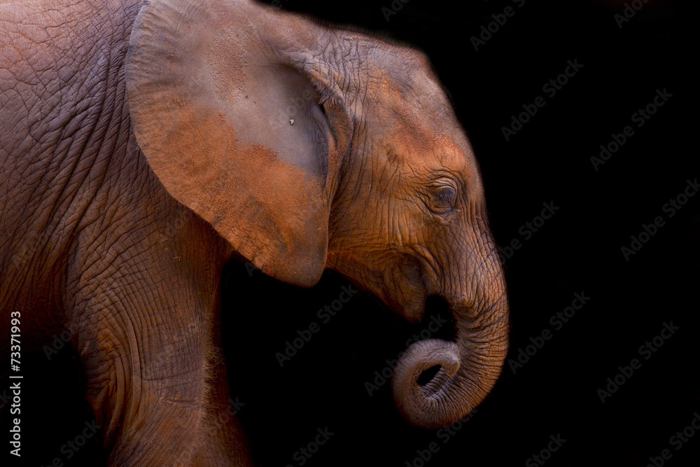 Naklejka premium Baby elephant
