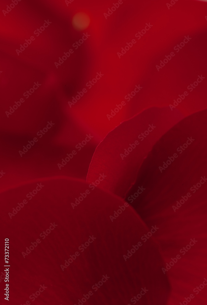 red rose petal background red rose petal background