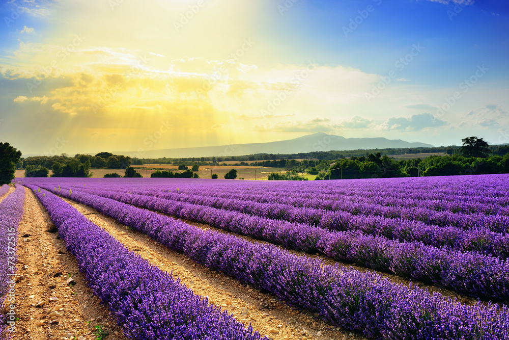 Obraz premium Lavender field