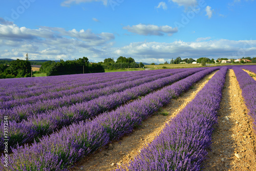 Provence countryside