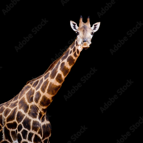 close up giraffe #73372736