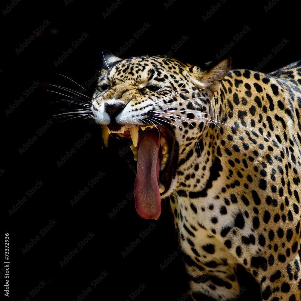 Leopard portrait Leopard portrait
