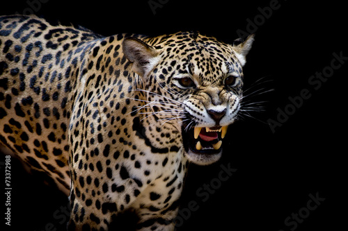 Jaguar portrait © art9858