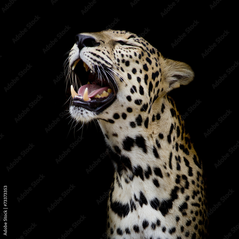 Obraz premium Leopard portrait