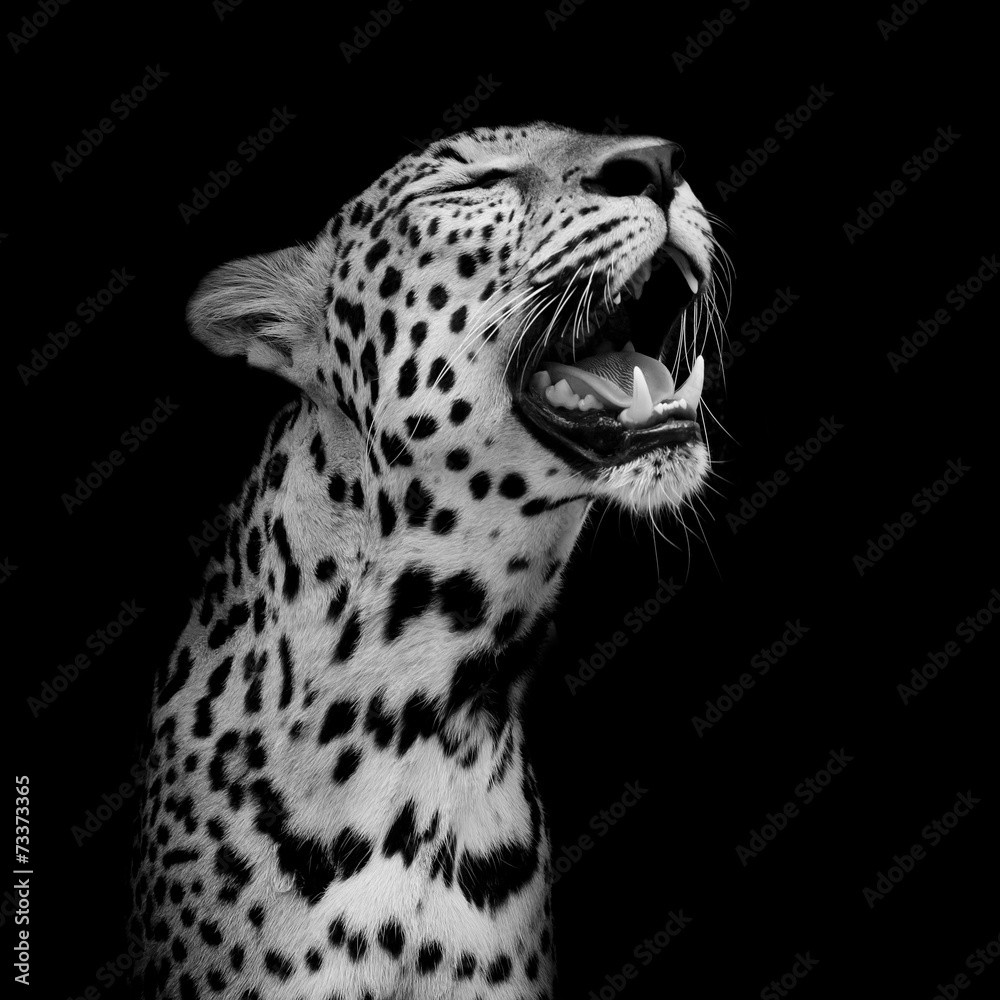 Obraz premium Leopard portrait